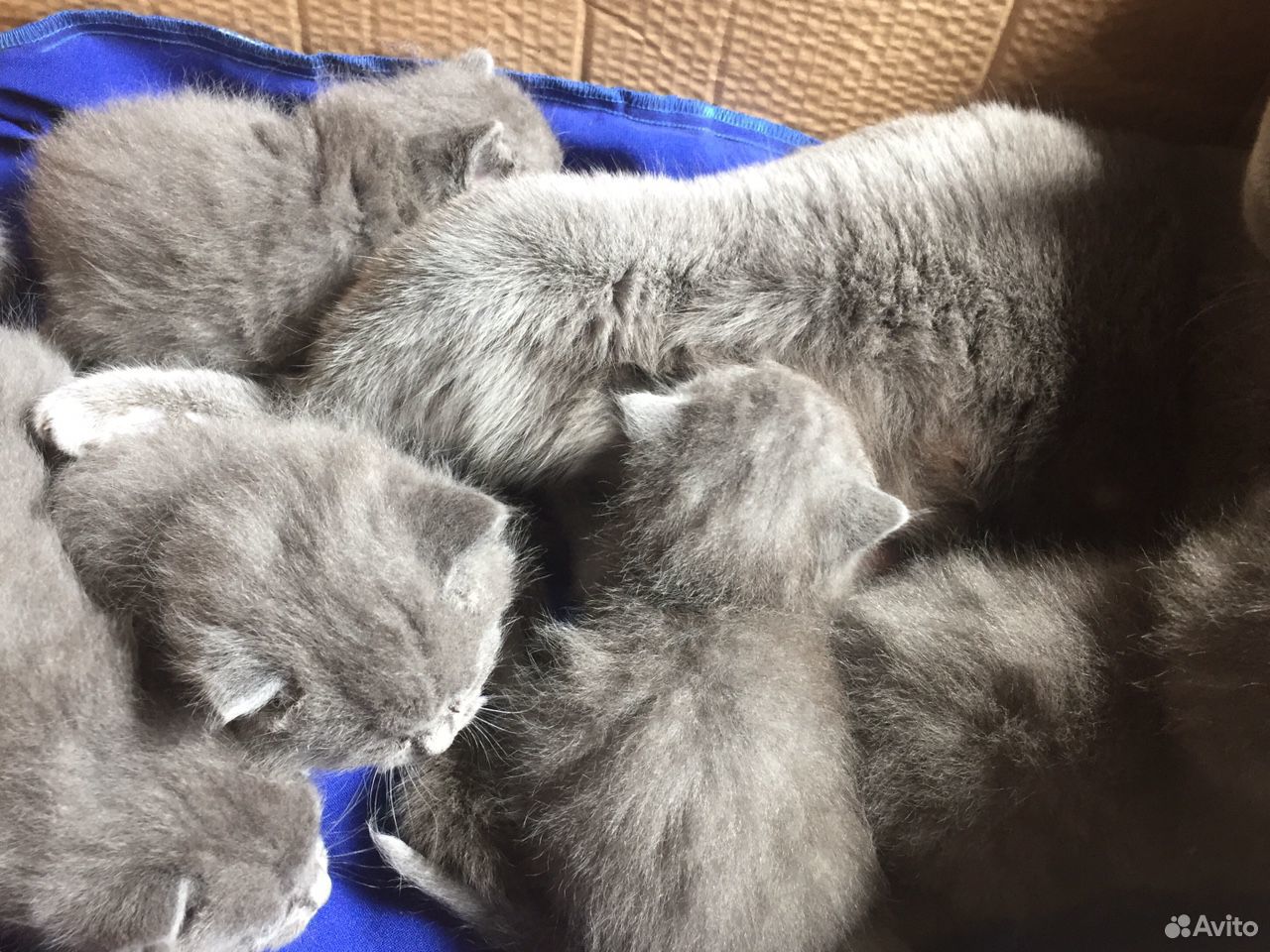 Продам британских котят голубого окраса. Родились купить на Зозу.ру - фотография № 1