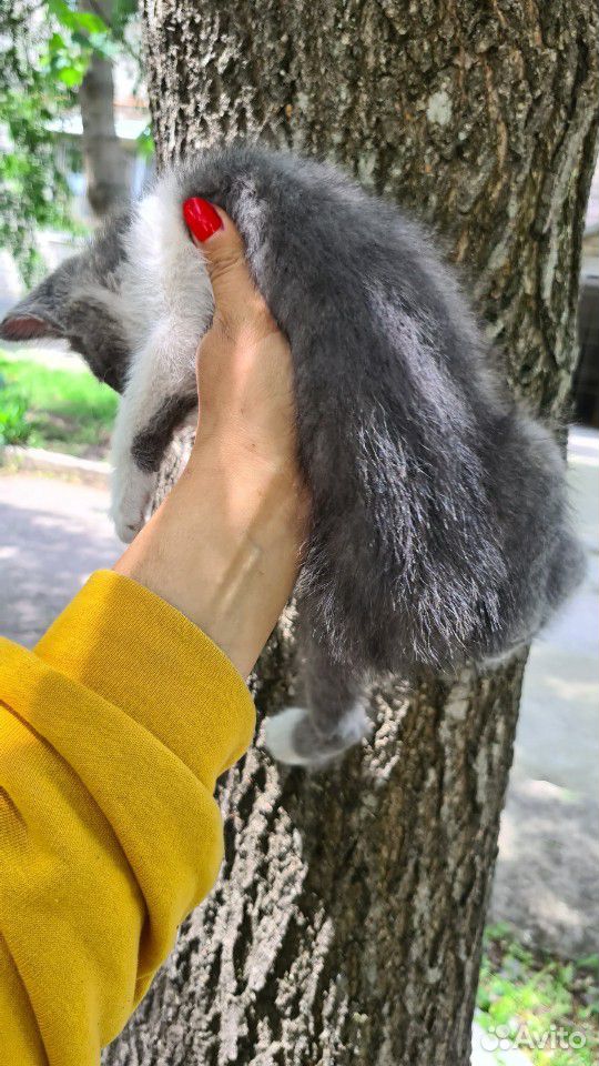 Котенок, полубританец В добрые руки купить на Зозу.ру - фотография № 3