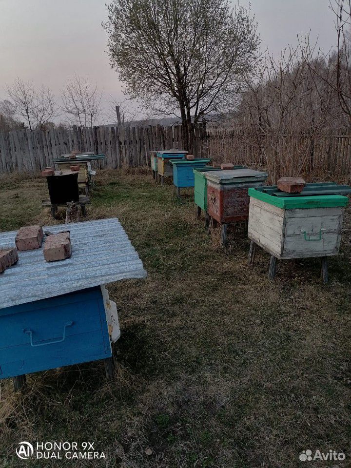 Пчелы, пасека,ульи купить на Зозу.ру - фотография № 1