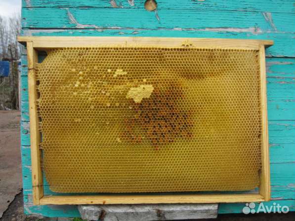 Сушь дадановская + пчелосемьи (6 штук). Цена догов купить на Зозу.ру - фотография № 1