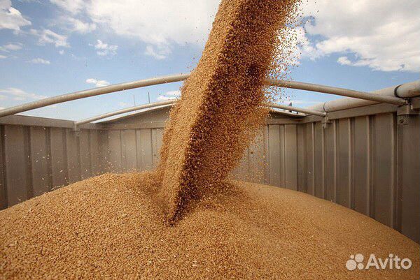 Ячмень, пшеница купить на Зозу.ру - фотография № 3