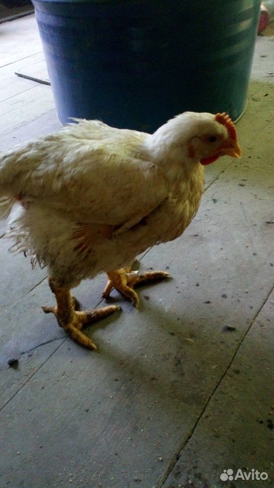 Цыпленок бролер купить на Зозу.ру - фотография № 1