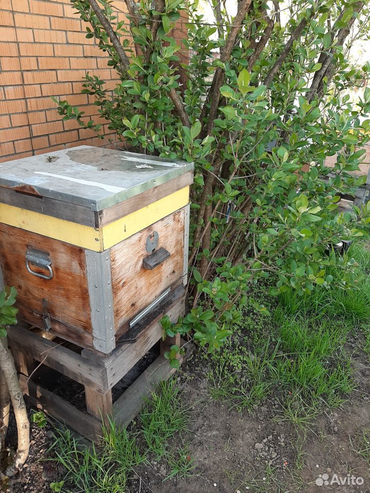 Пчёлы среднерусские купить на Зозу.ру - фотография № 3