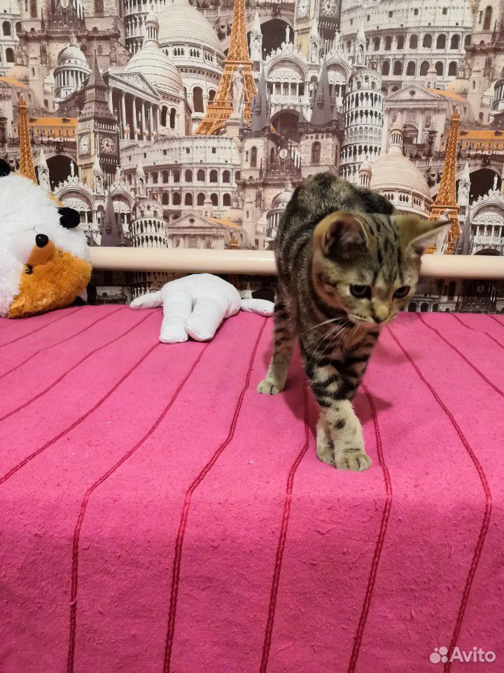 Кошка британка купить на Зозу.ру - фотография № 4