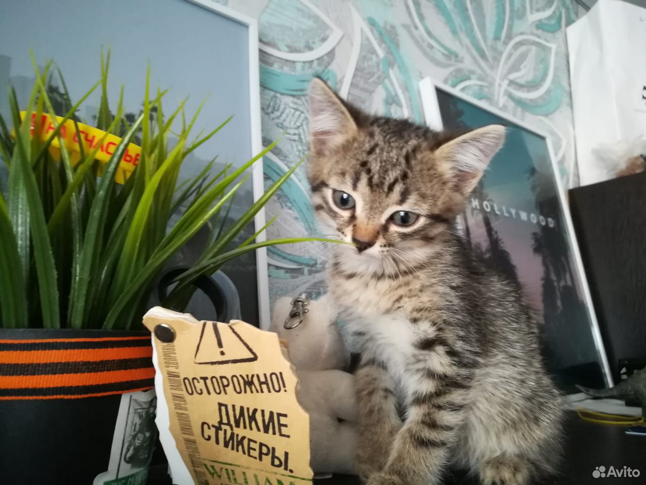 Симпатичные котейки купить на Зозу.ру - фотография № 1