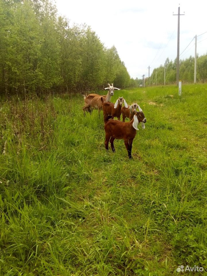 Продаются нубийские козы купить на Зозу.ру - фотография № 2