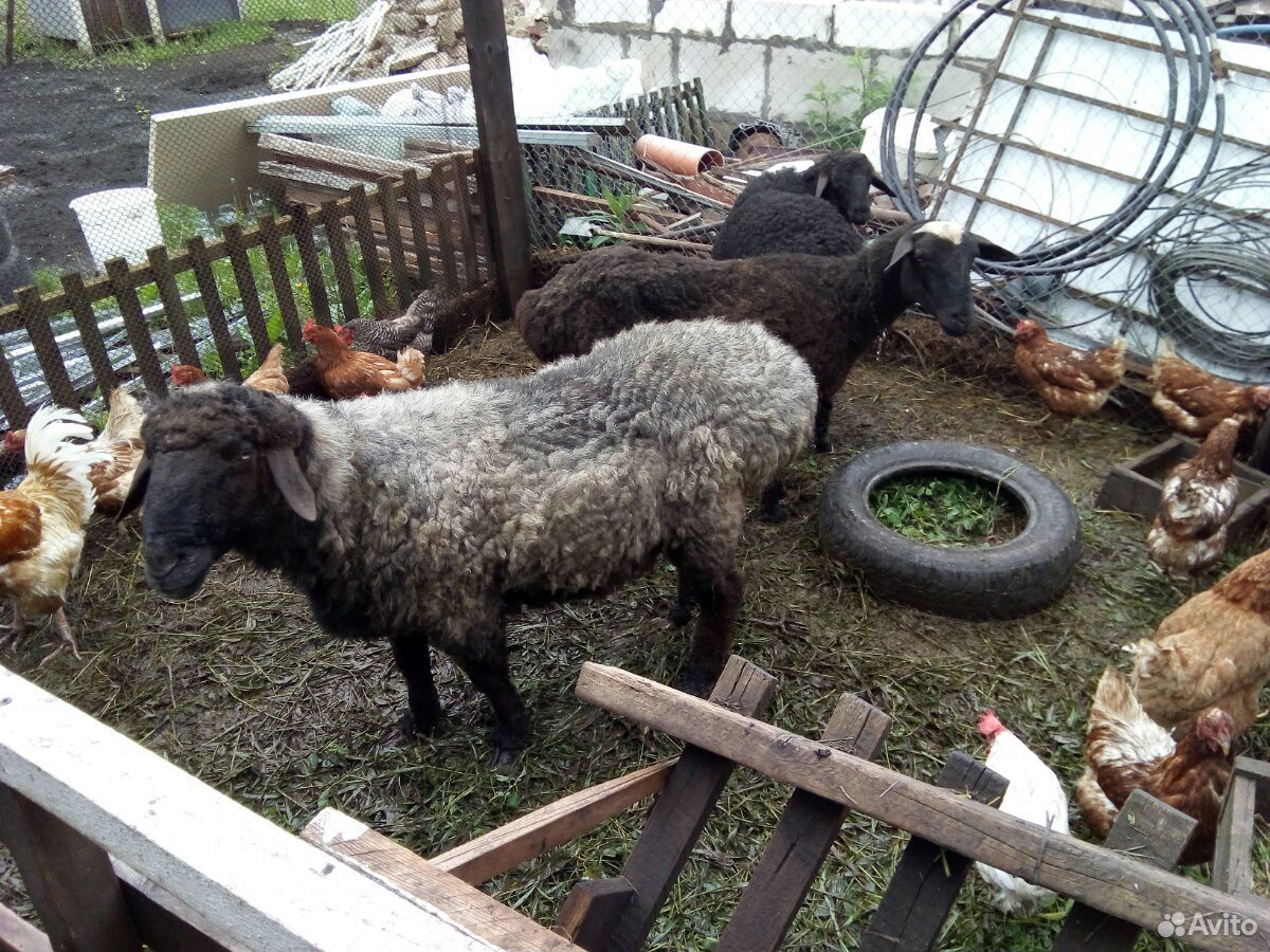 Баран+овца купить на Зозу.ру - фотография № 2