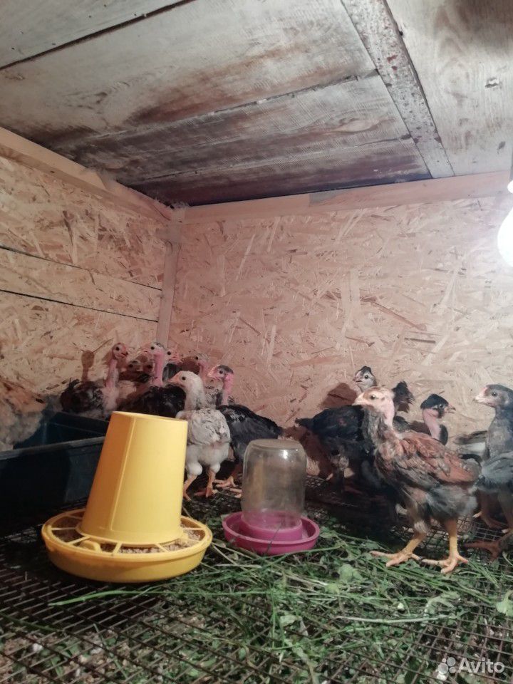 Цыплята домашние купить на Зозу.ру - фотография № 1