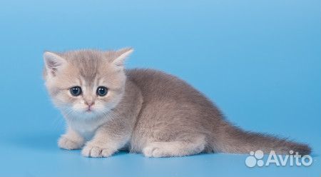 Котенок британской шиншиллы купить на Зозу.ру - фотография № 1