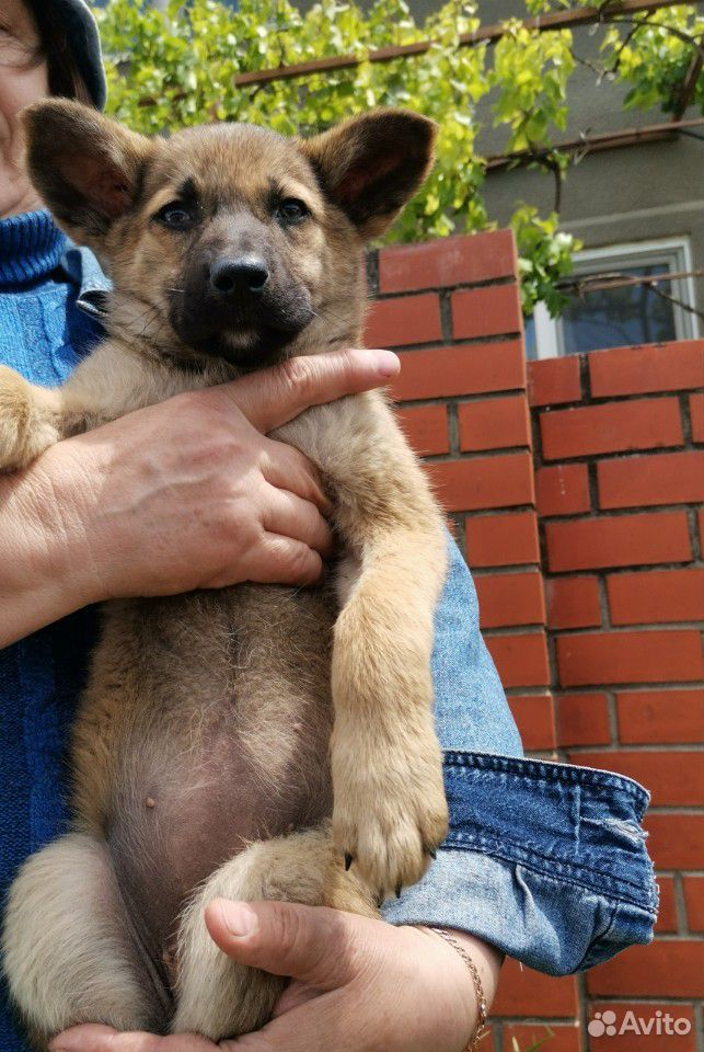 В добрые руки красивого щеночка купить на Зозу.ру - фотография № 2