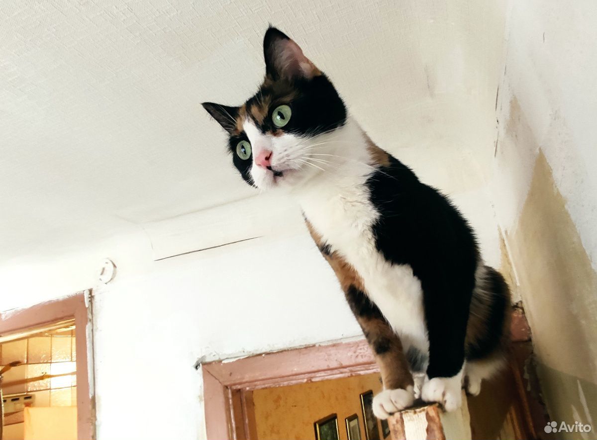 Трёхцветная кошка Алиса ищет жениха купить на Зозу.ру - фотография № 6
