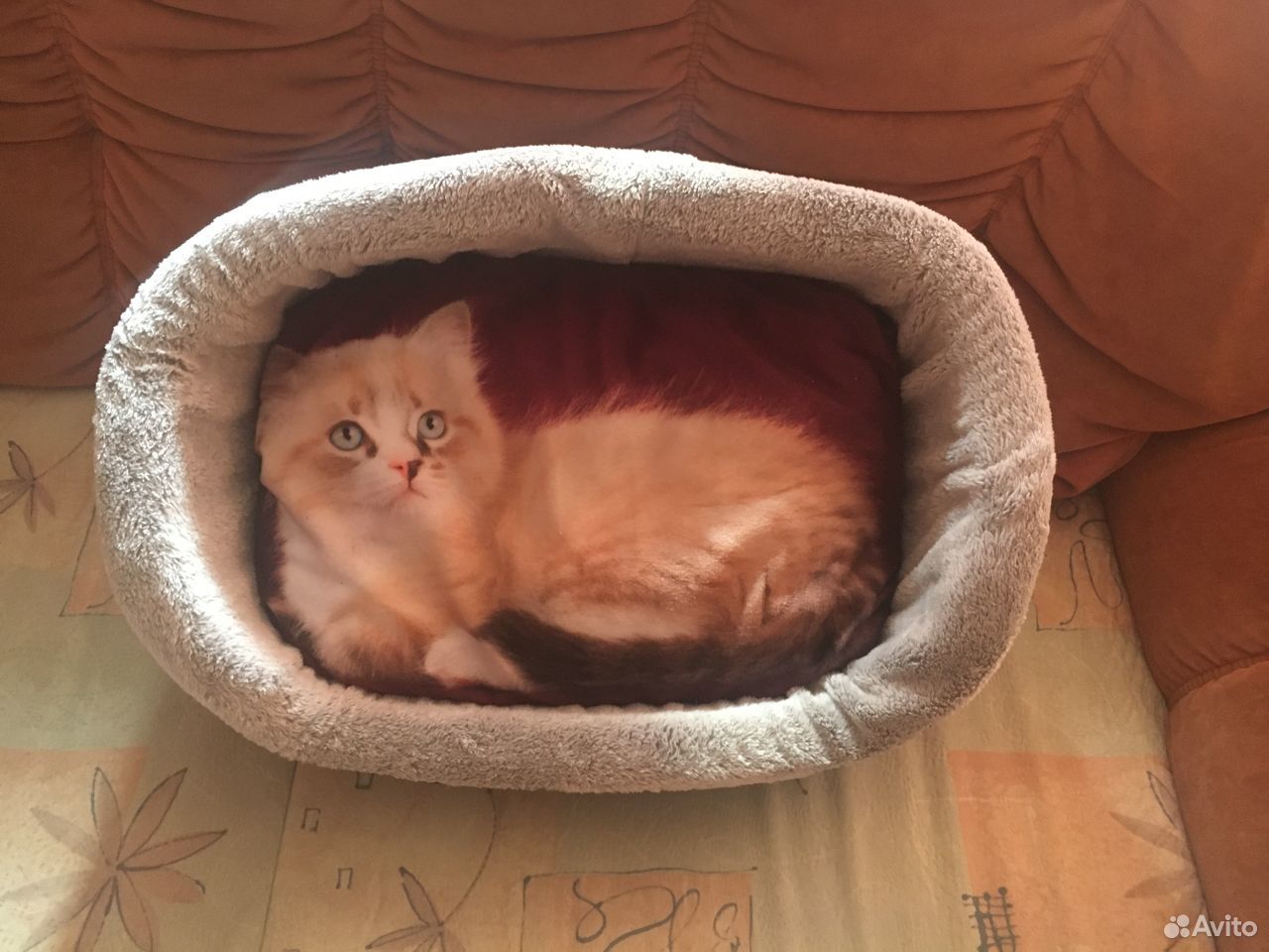 Продаю кроватку для кота, новая купить на Зозу.ру - фотография № 1