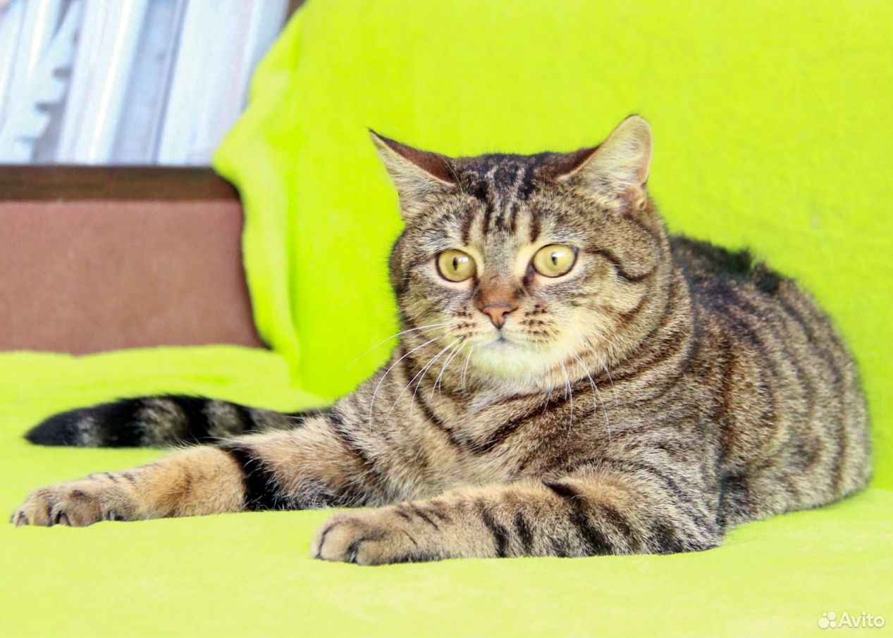 Красивая кошка в добрые руки купить на Зозу.ру - фотография № 6