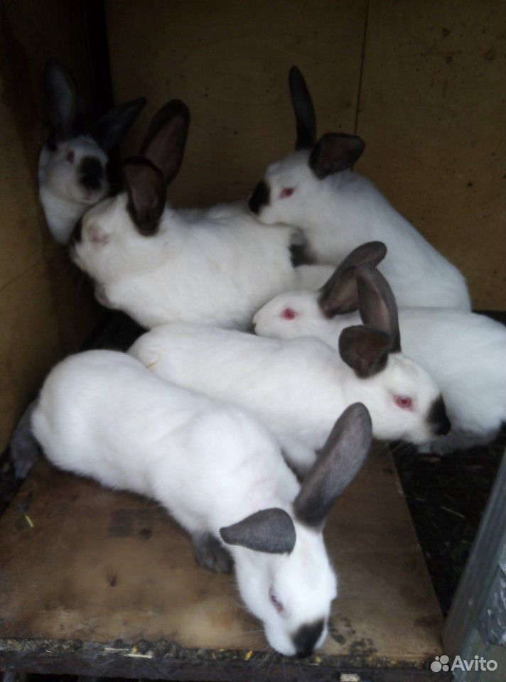 Кролики возраст 2 месяца купить на Зозу.ру - фотография № 3