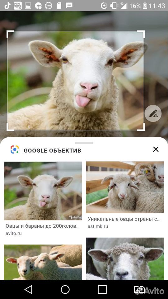 Продаю овцу и барана купить на Зозу.ру - фотография № 1