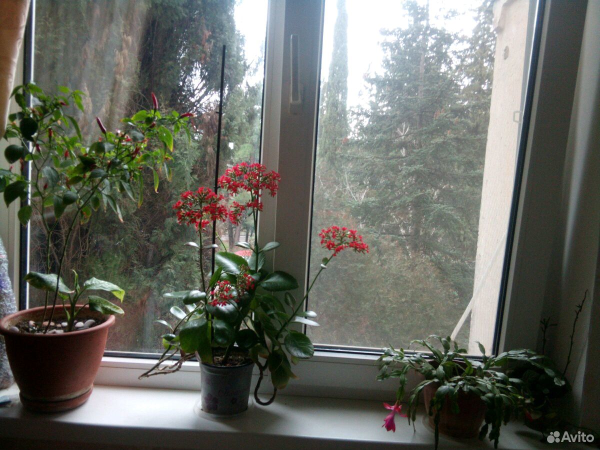 Растения лаванды, лавр.лист купить на Зозу.ру - фотография № 6