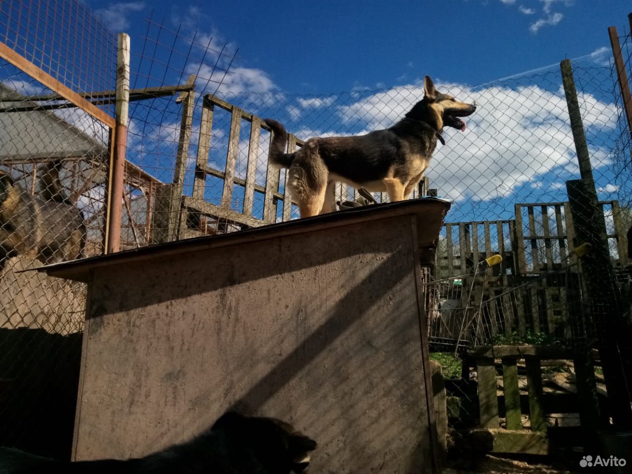 Собаки ищут дом купить на Зозу.ру - фотография № 2