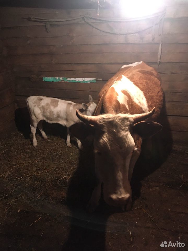 Корова и теленок купить на Зозу.ру - фотография № 4