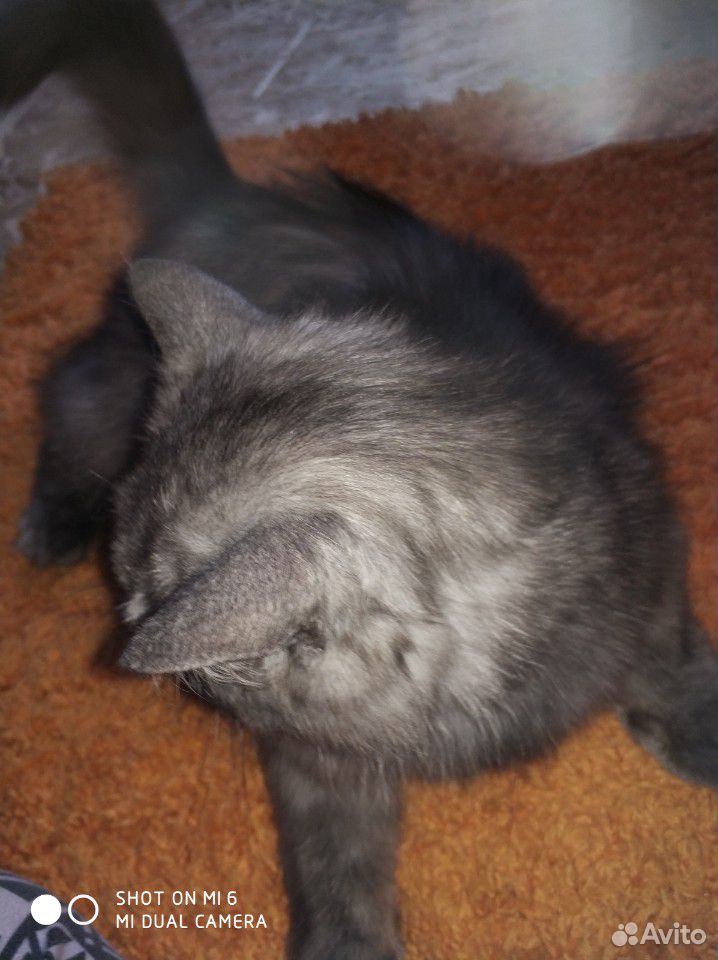 Продам котенока девочка шотландская прямоухая купить на Зозу.ру - фотография № 7