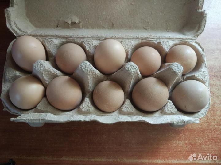 Яйцо цесарки на инкубацию купить на Зозу.ру - фотография № 1