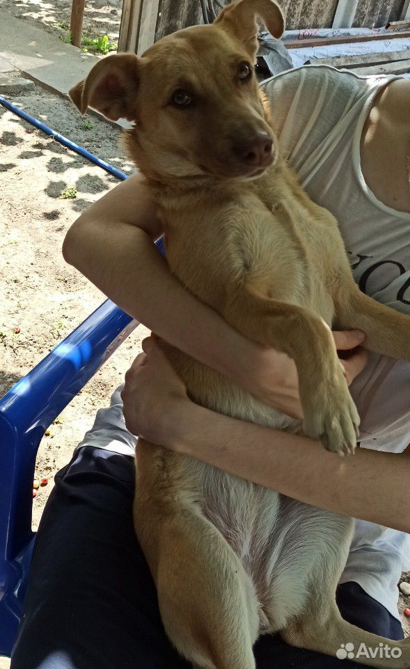 Собака дворовая купить на Зозу.ру - фотография № 3
