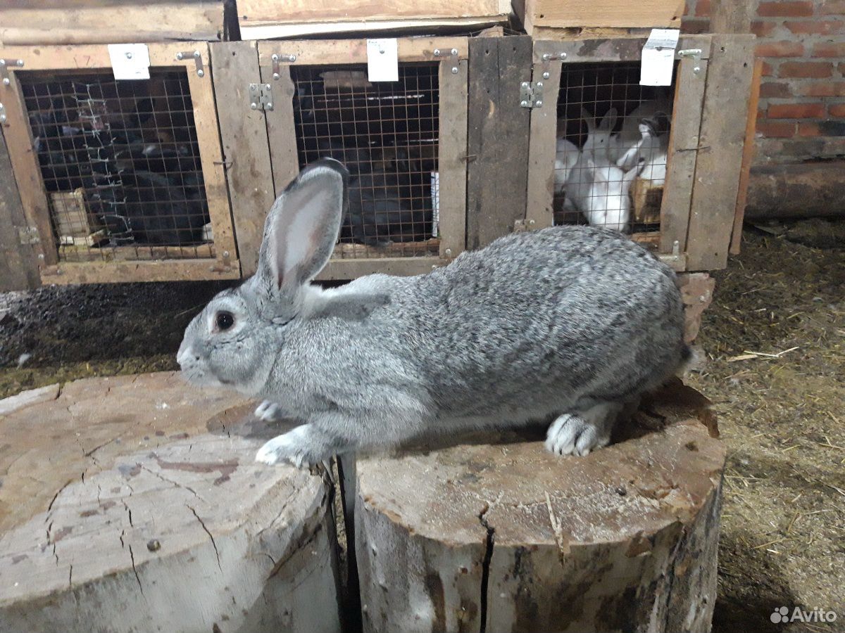 Продам кроликов породы шиншила купить на Зозу.ру - фотография № 5