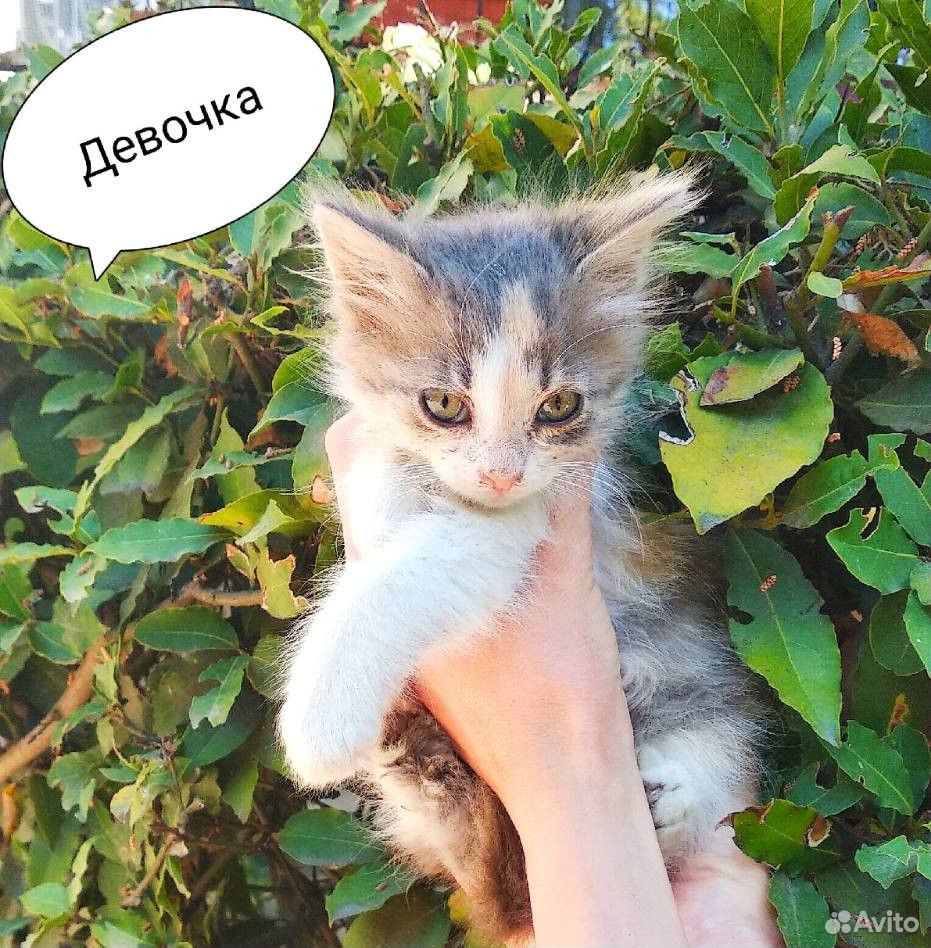 Котенок. Девочка купить на Зозу.ру - фотография № 1
