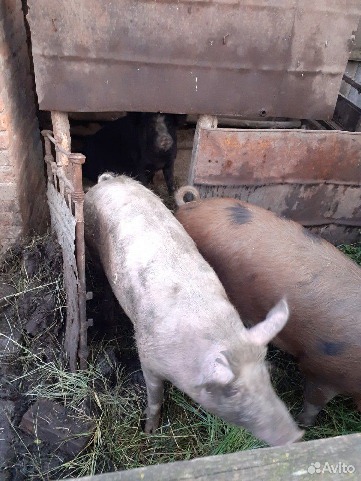 Свиньи домашние купить на Зозу.ру - фотография № 4