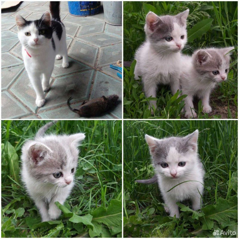 Когда отдавать котят от кошки. Котята от songsreps. в каком возрасте отдают котят от кошки.