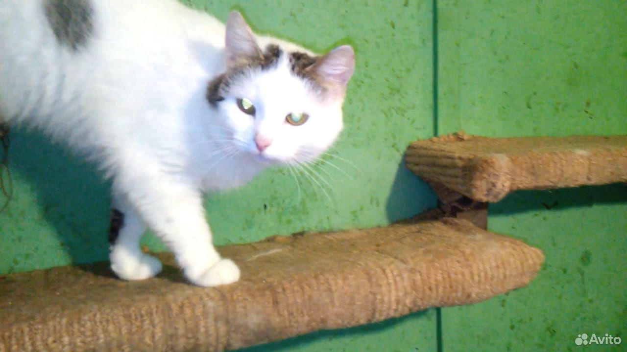 Отдадим бесплатно кошек из приюта купить на Зозу.ру - фотография № 7