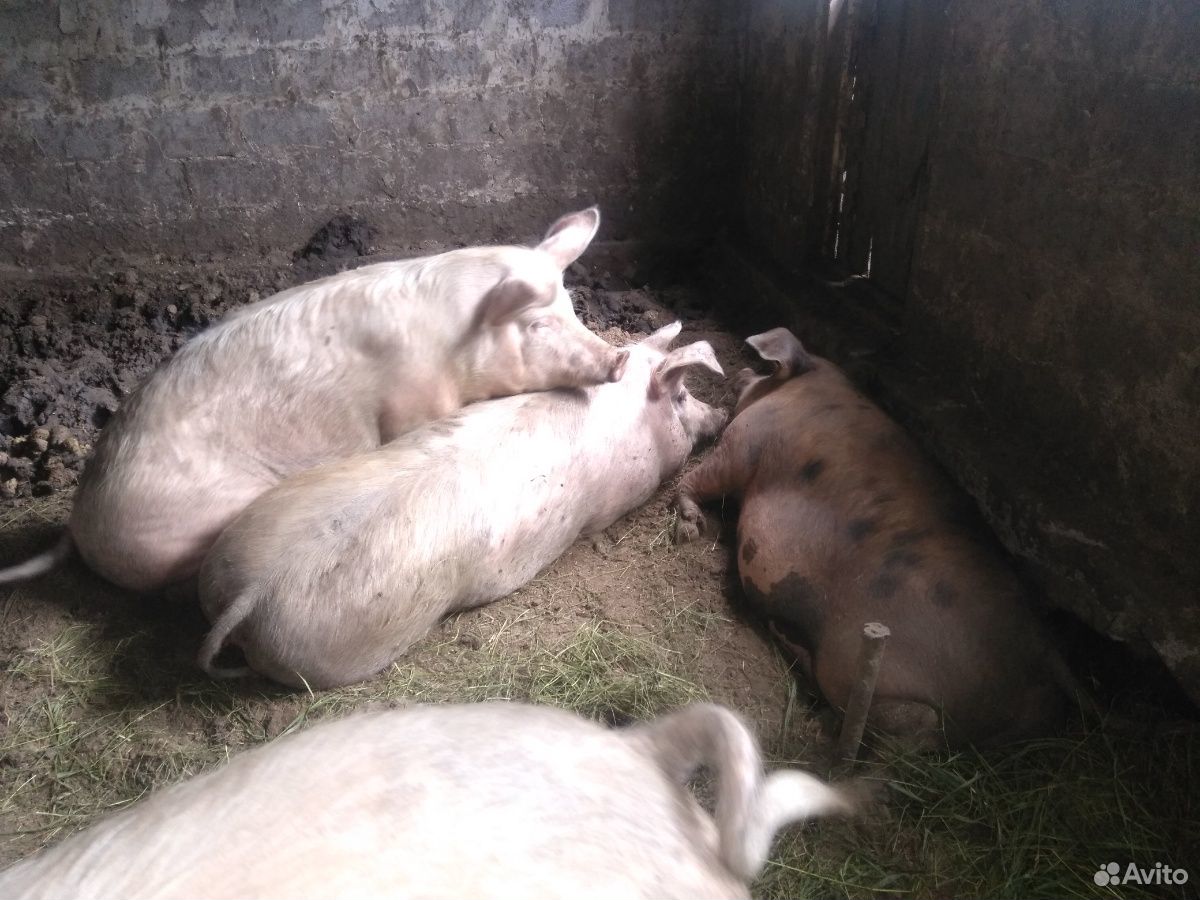 Домашние свиньи живой вес купить на Зозу.ру - фотография № 5