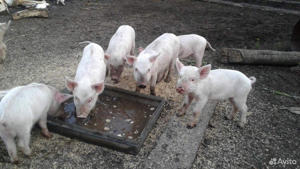 Свиньи (порода Крупная белая) купить на Зозу.ру - фотография № 3