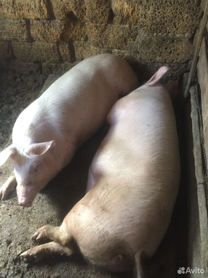 Продажа свиней живой вес 130, порода питрэн ландра купить на Зозу.ру - фотография № 3