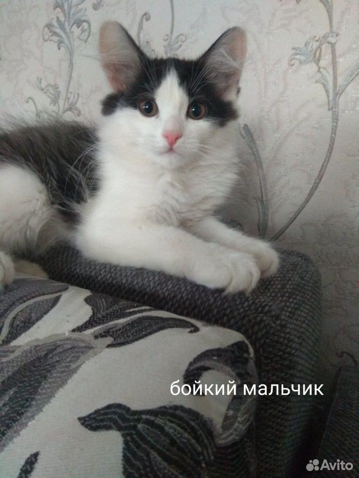 Котик-мальчик купить на Зозу.ру - фотография № 5