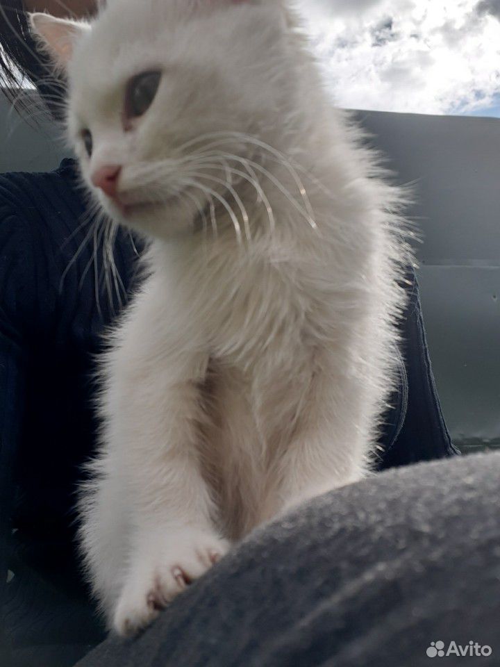 Белоснежный котенок купить на Зозу.ру - фотография № 1