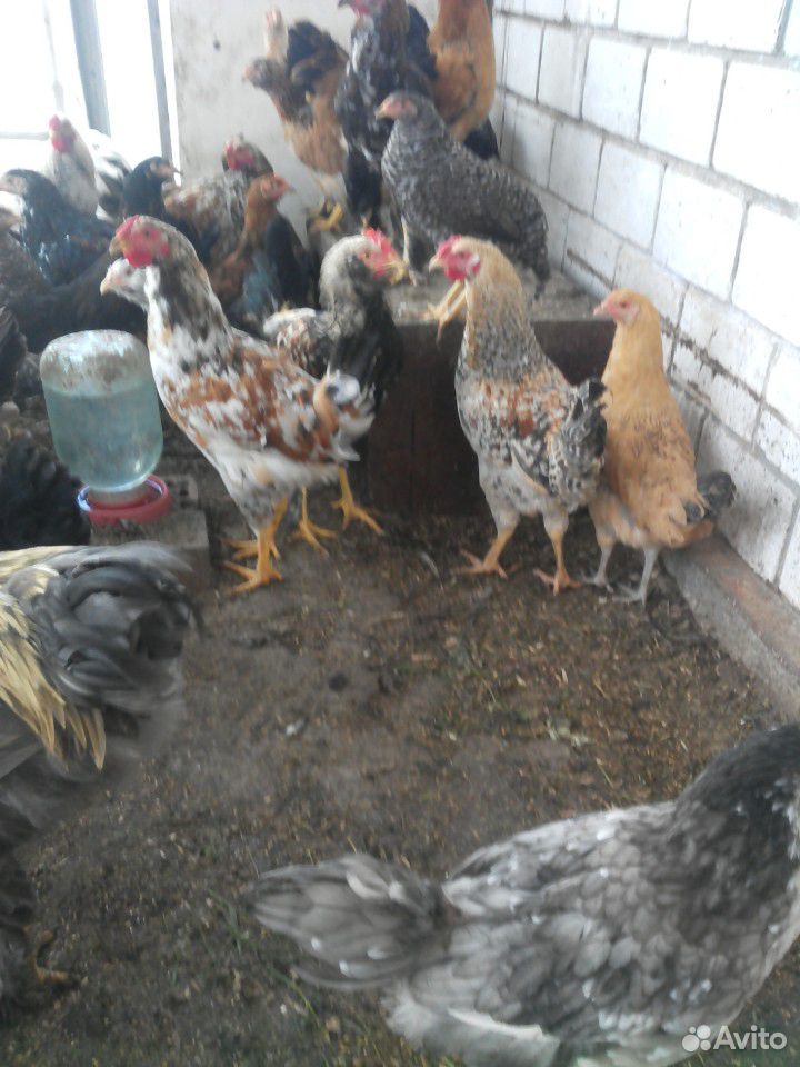 Продаются подростковые домашние цыплята и курочки купить на Зозу.ру - фотография № 4