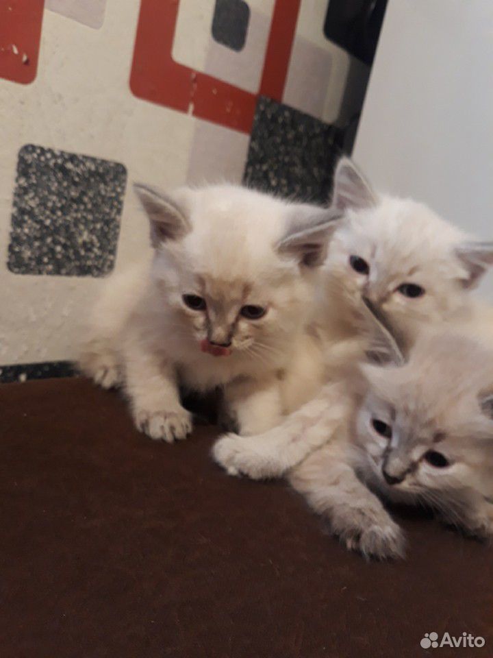 Продам сиамских котят купить на Зозу.ру - фотография № 2