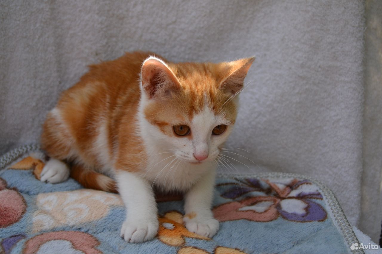 Рыжий кот крысолов