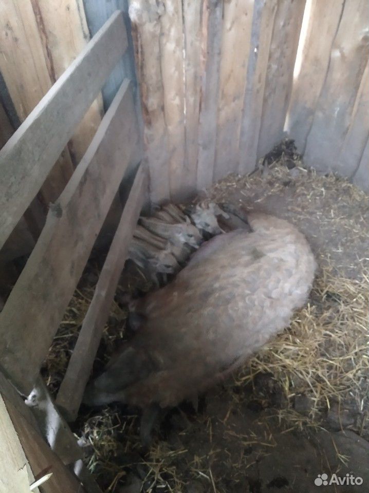 Мангалица(Венгерская порода домашних свиней) купить на Зозу.ру - фотография № 3