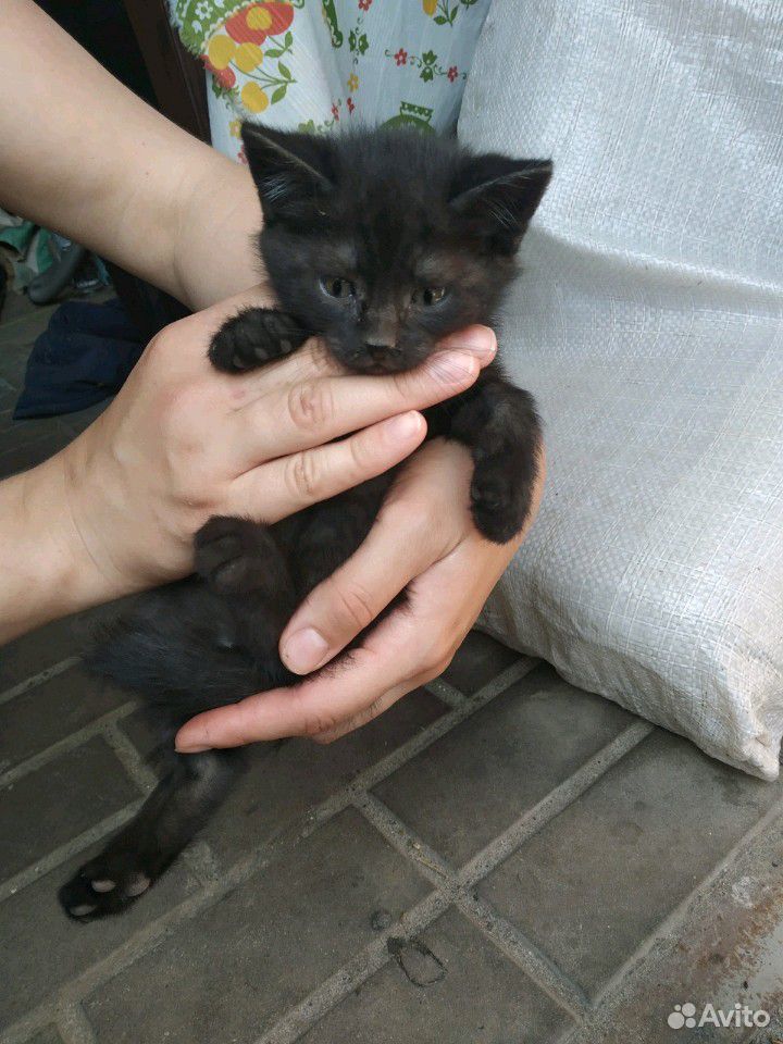 Бесплатно котята купить на Зозу.ру - фотография № 2