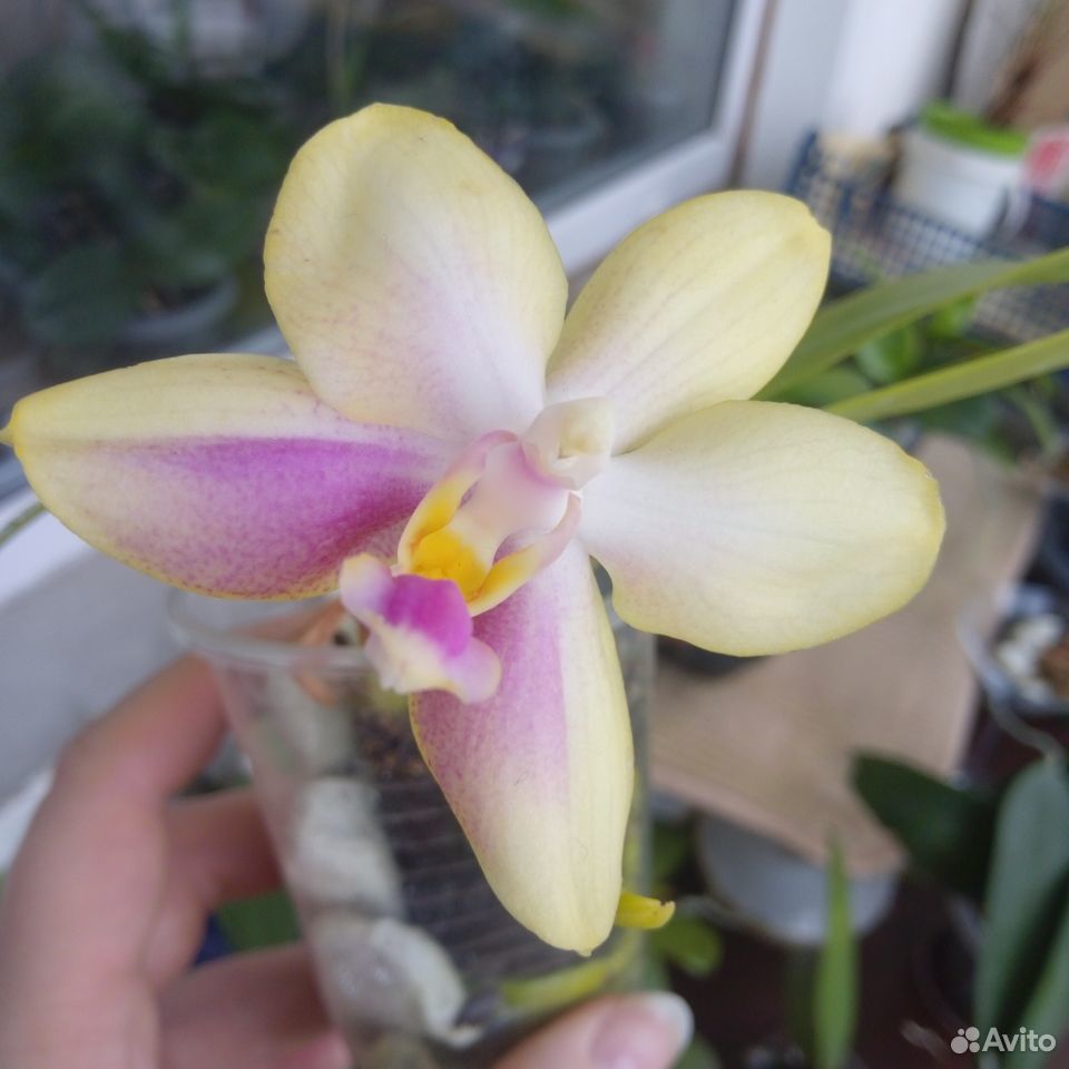 Орхидея лиодора цветущая купить на Зозу.ру - фотография № 1