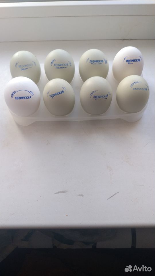 Яйцо инкубационное разных пород купить на Зозу.ру - фотография № 3