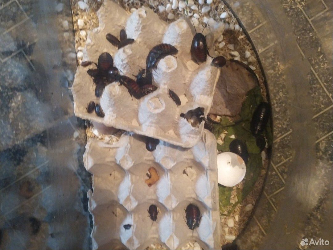 Мадагаскарский таракан купить на Зозу.ру - фотография № 2