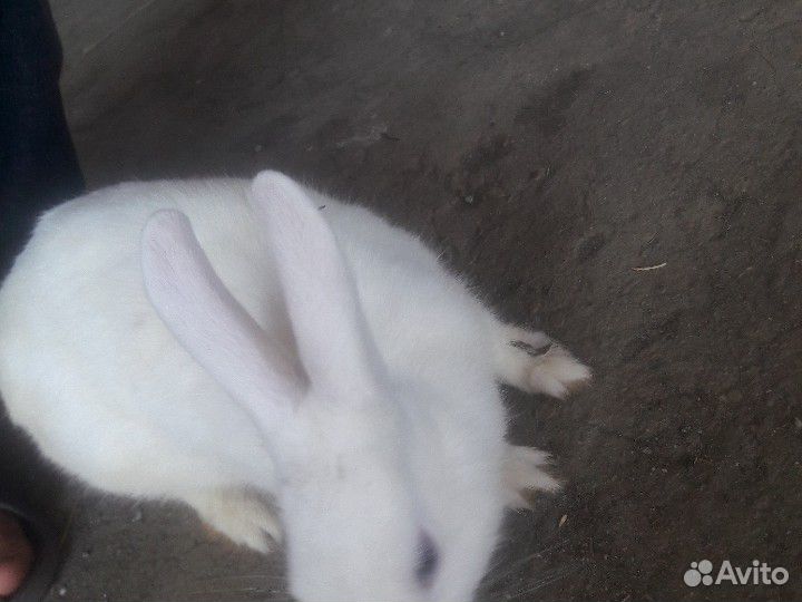 Кролик маленький купить на Зозу.ру - фотография № 2