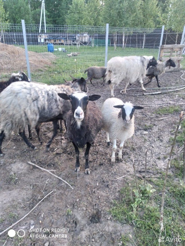 Овца с ягнятами, ягнята, баран купить на Зозу.ру - фотография № 9