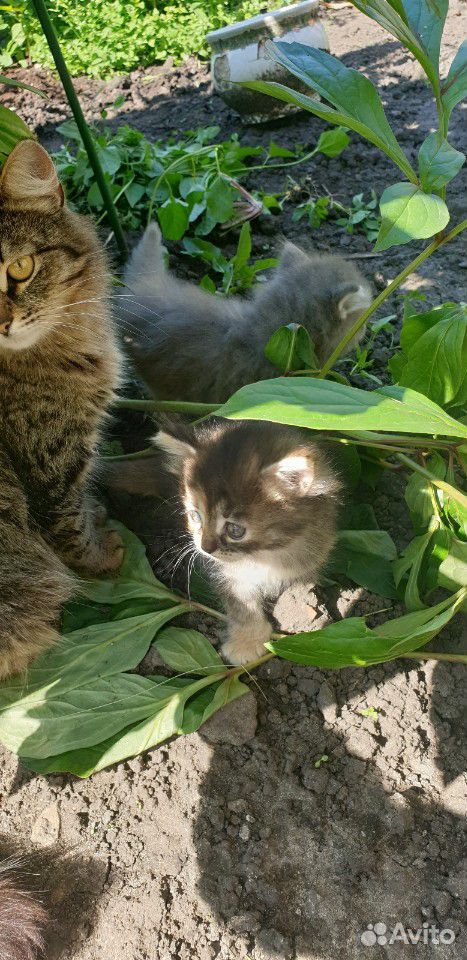 Котята ищут дом купить на Зозу.ру - фотография № 9