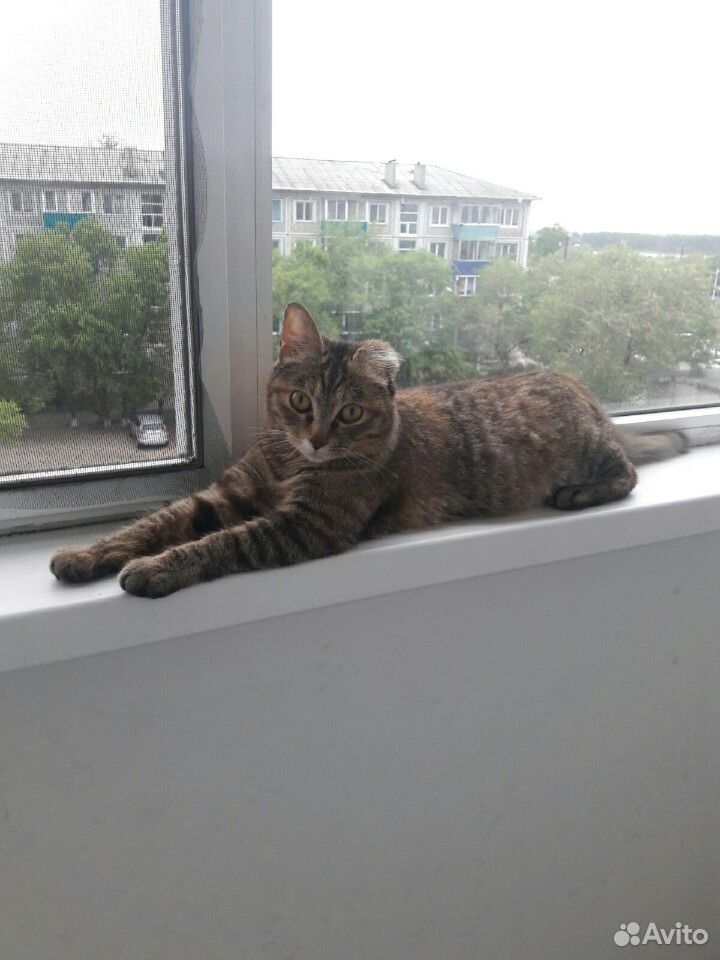 Кошка ищет дом купить на Зозу.ру - фотография № 2