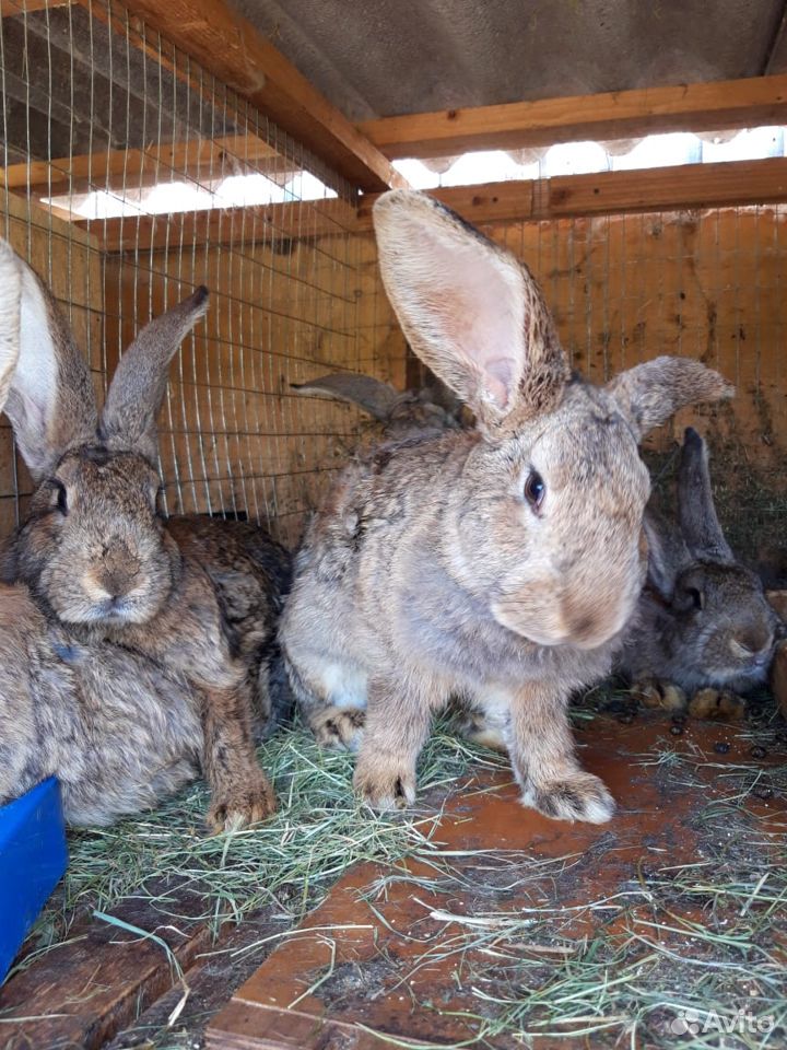 Кролики и крольчата купить на Зозу.ру - фотография № 3
