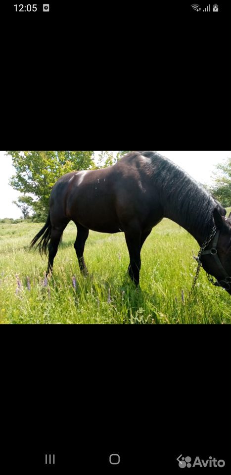 Лошадь на все лучшие случаи жизни купить на Зозу.ру - фотография № 2