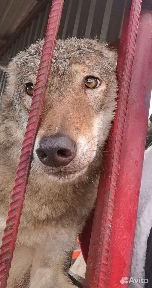 Собака волк купить на Зозу.ру - фотография № 1